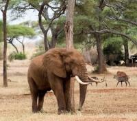 Elephants & Gazelle Elephants & Gazelle